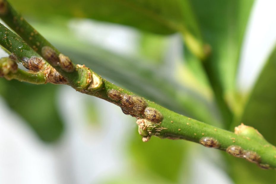 How to Get Rid of Scale Insects on Indoor Plants