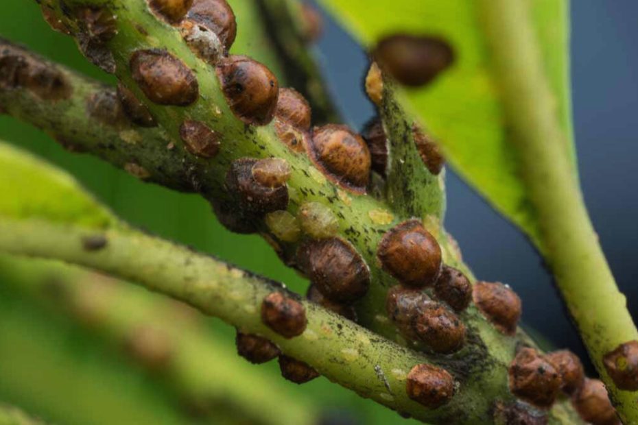 How to Get Rid of Scale Insects on Trees