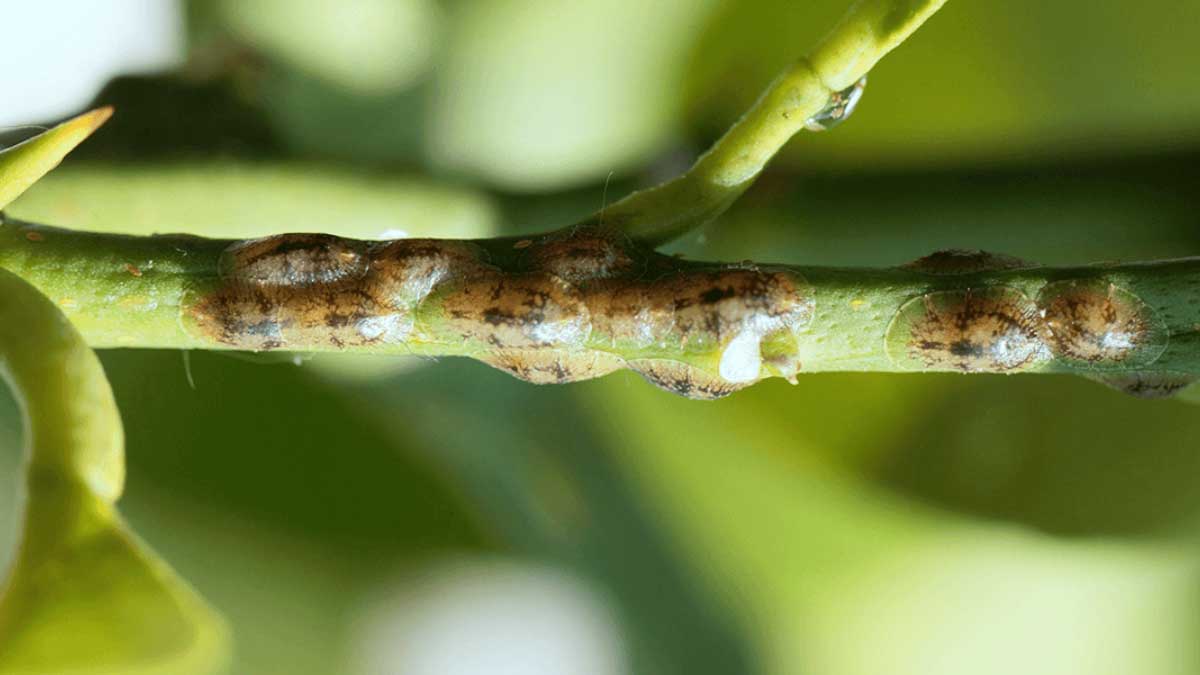 How to Get Rid of Scale Insects