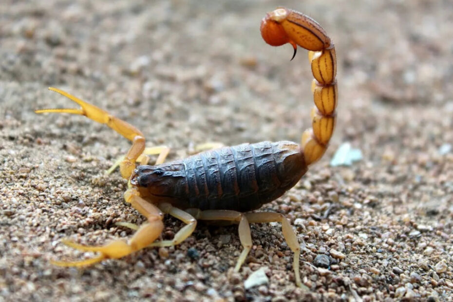 How to Get Rid of Scorpions