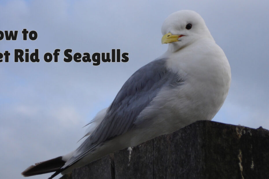 How to Get Rid of Seagulls