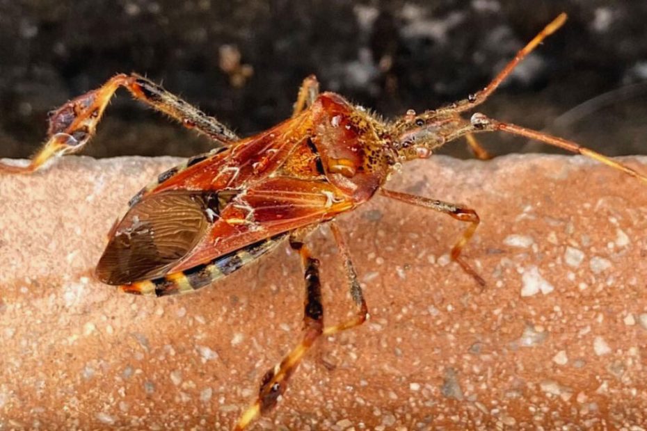 How to Get Rid of Seed Bugs