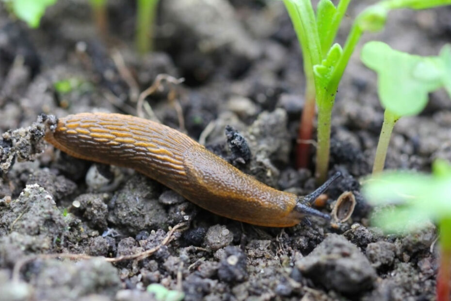 How to Get Rid of Slugs