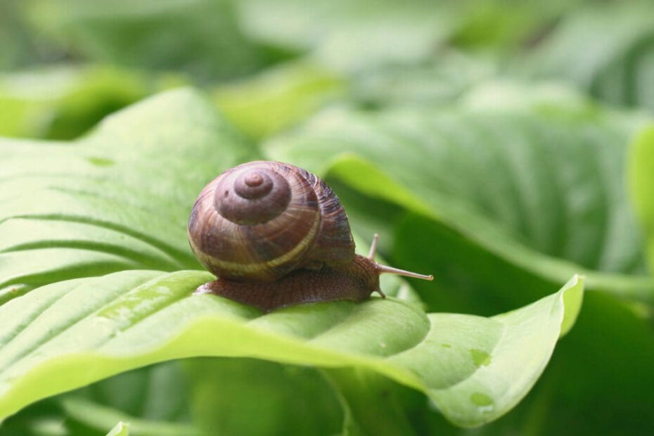 How to Get Rid of Snails