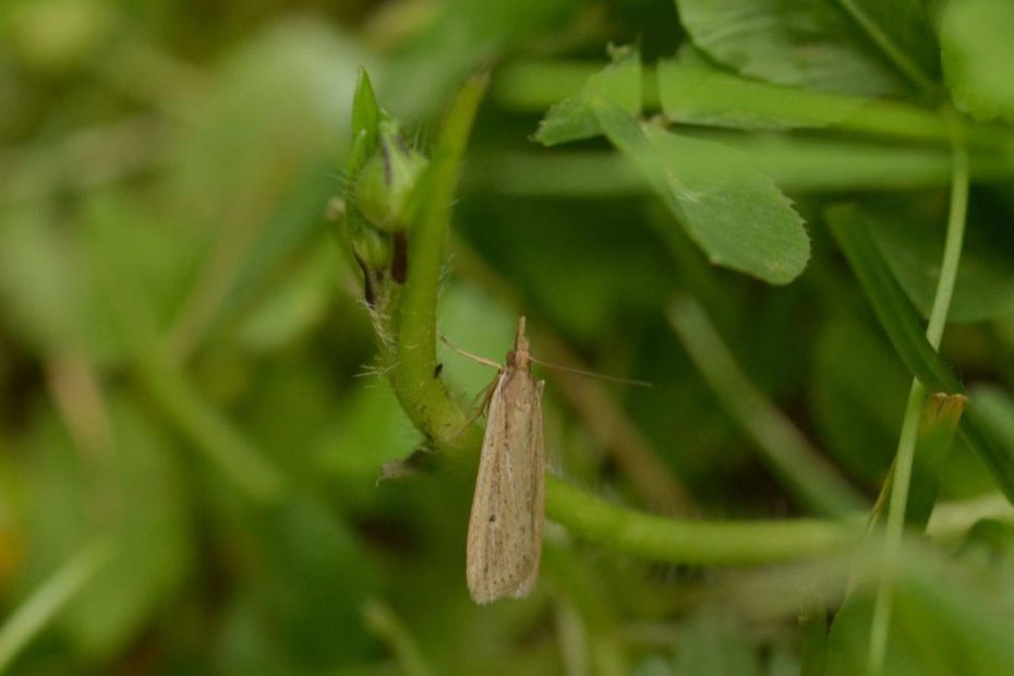 How to Get Rid of Sod Webworms