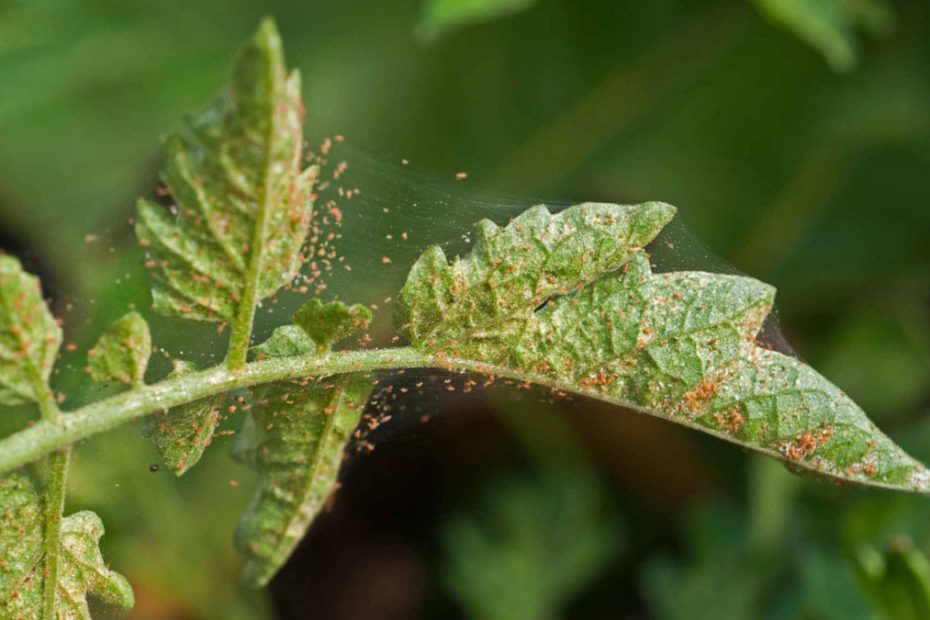 How to Get Rid of Spider Mites