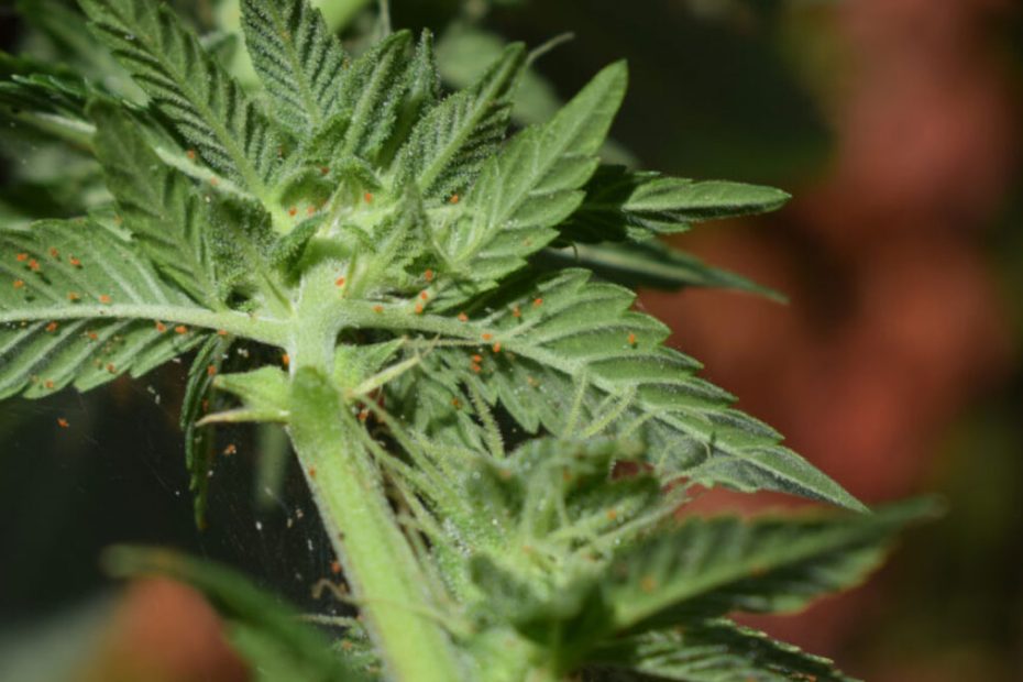 How to Get Rid of Spider Mites on Cannabis