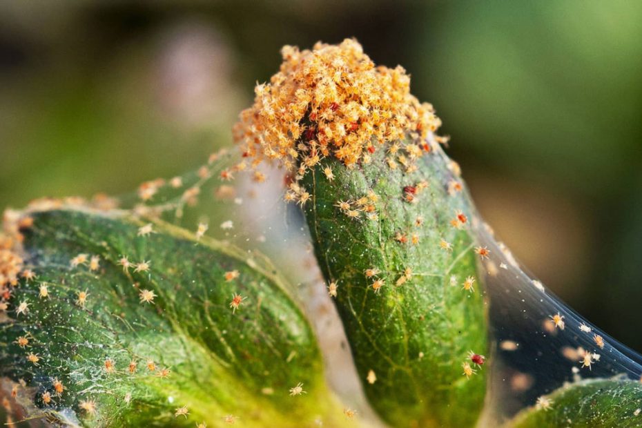 How to Get Rid of Spider Mites on Cannabis Plants