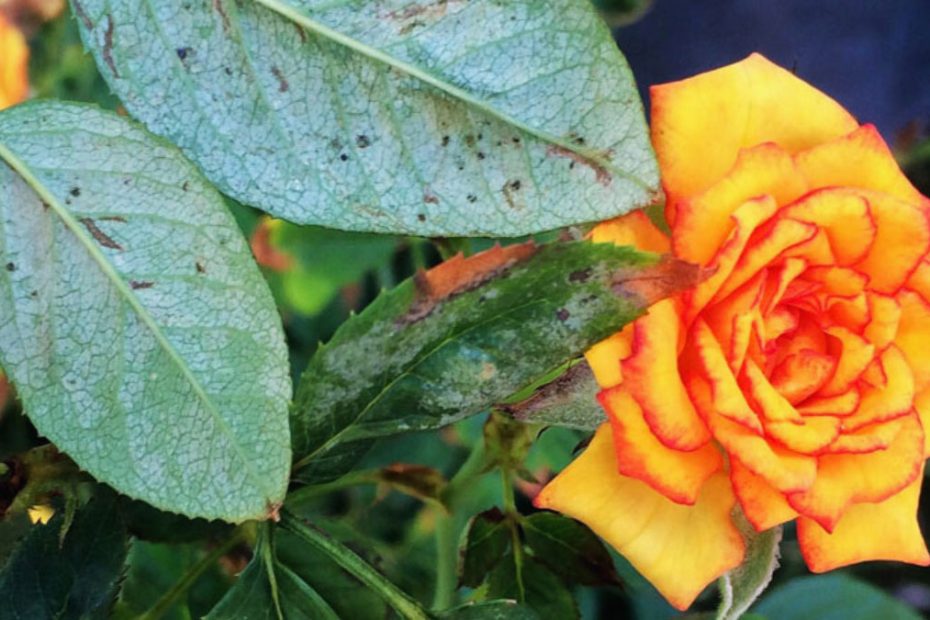 How to Get Rid of Spider Mites on Roses