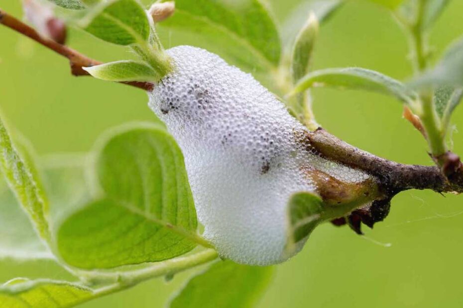 How to Get Rid of Spittlebugs