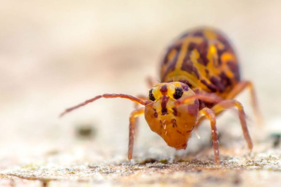 How to Get Rid of Springtails