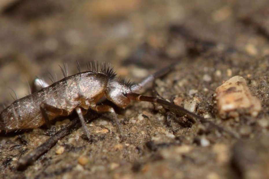 How to Get Rid of Springtails in Soil