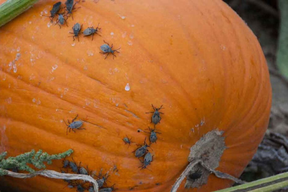 How to Get Rid of Squash Bugs