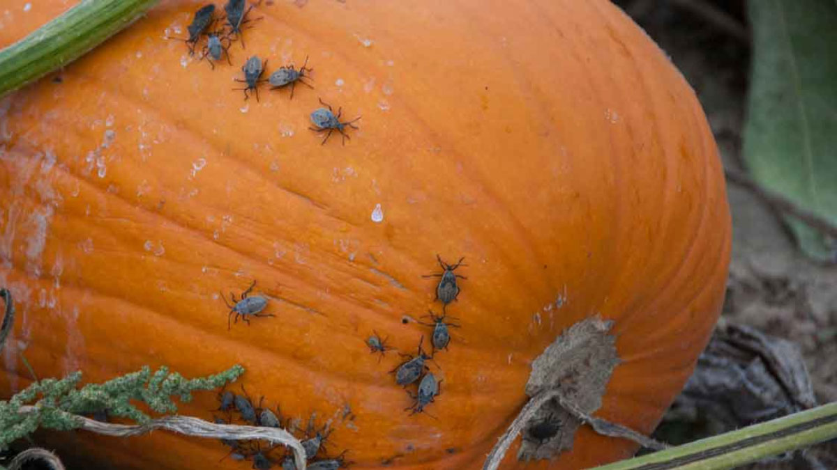 How to Get Rid of Squash Bugs