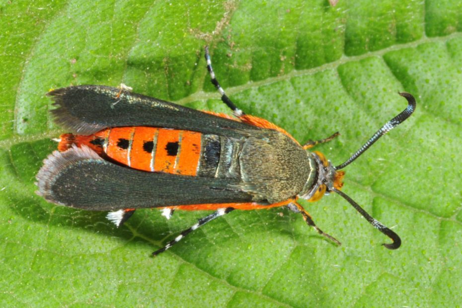 How to Get Rid of Squash Vine Borers