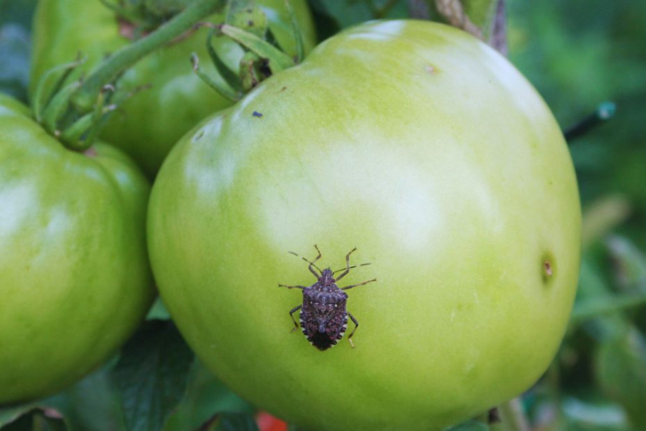 How to Get Rid of Stink Bugs on Tomatoes