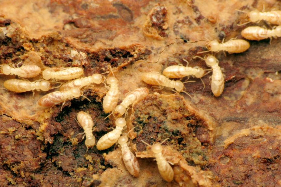 How to Get Rid of Subterranean Termites