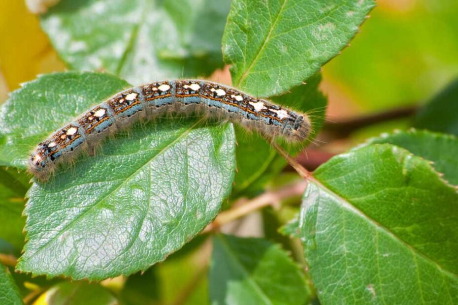 How to Get Rid of Tent Caterpillars