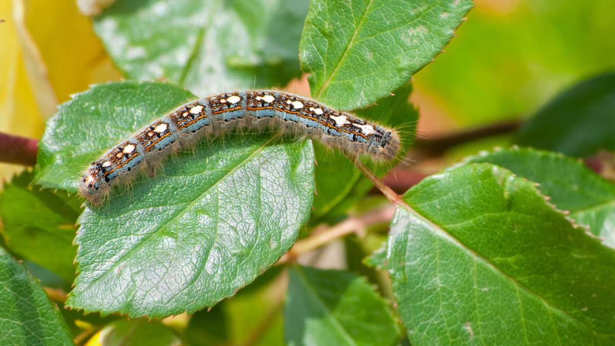 How to Get Rid of Tent Caterpillars