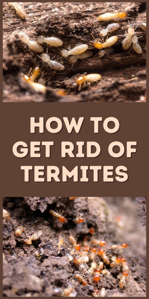 How to Get Rid of Termites