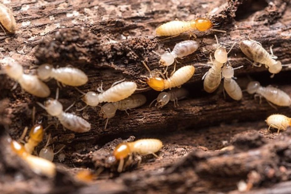 How to Get Rid of Termites