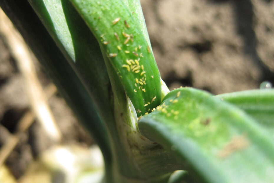 How to Get Rid of Thrips