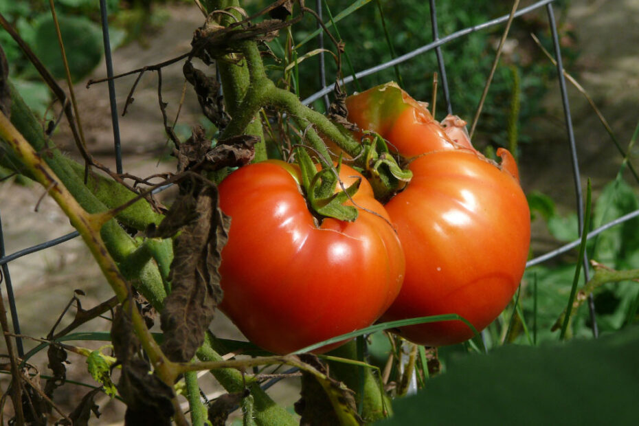 How to Get Rid of Tomato Hornworms