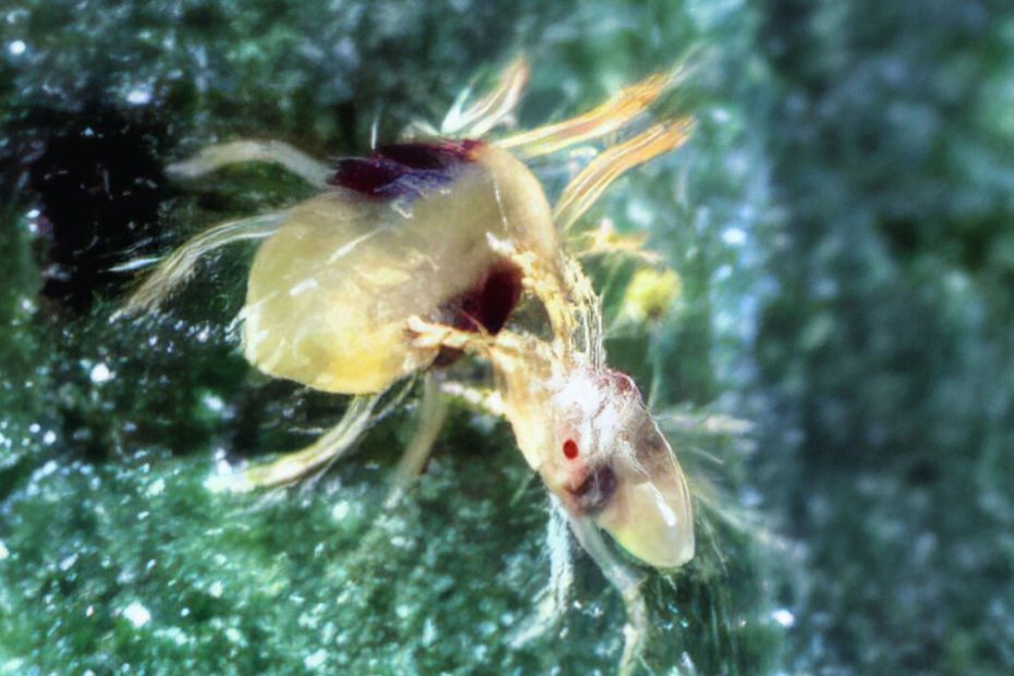 How to Get Rid of Two Spotted Spider Mites