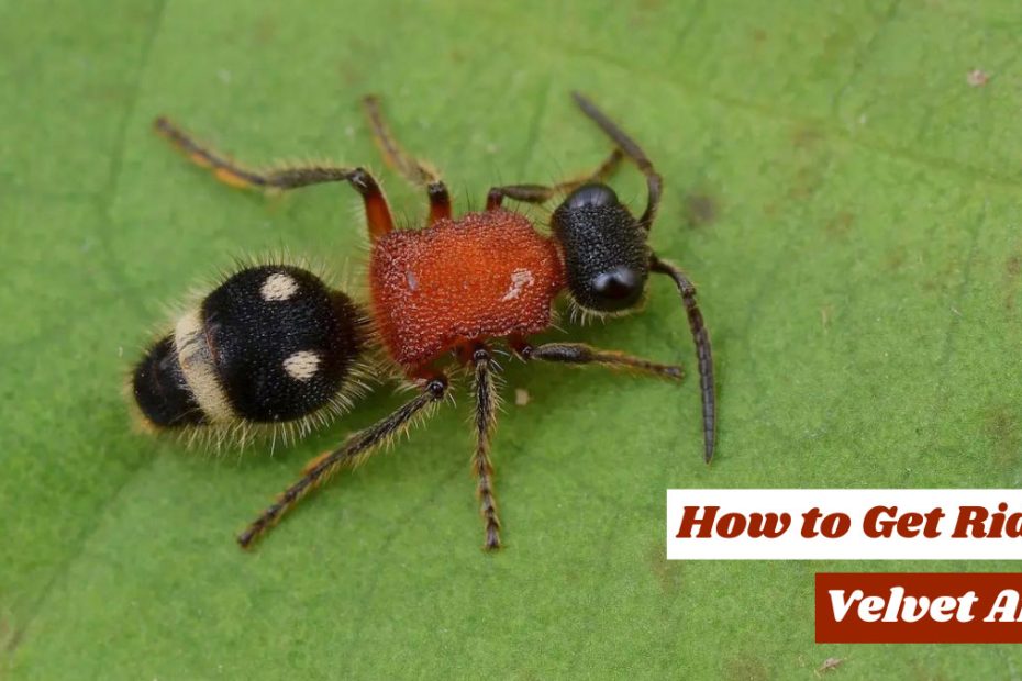 How to Get Rid of Velvet Ants