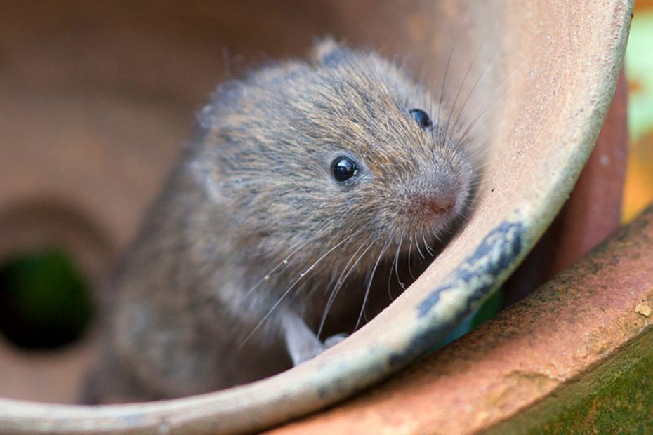 How to Get Rid of Voles