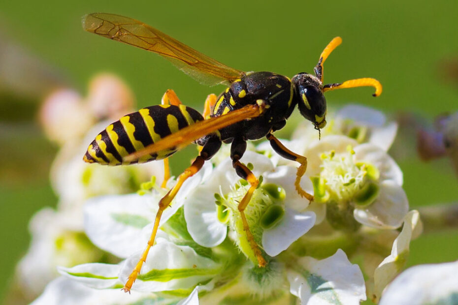 How to Get Rid of Wasps