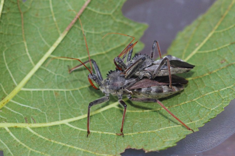 How to Get Rid of Wheel Bugs