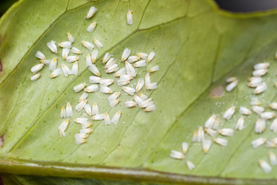 How to Get Rid of Whiteflies