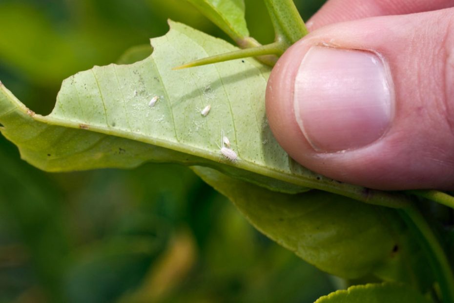 How to Get Rid of Whiteflies on Houseplants