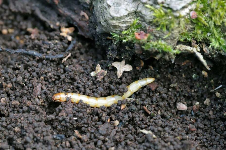 How to Get Rid of Wireworms