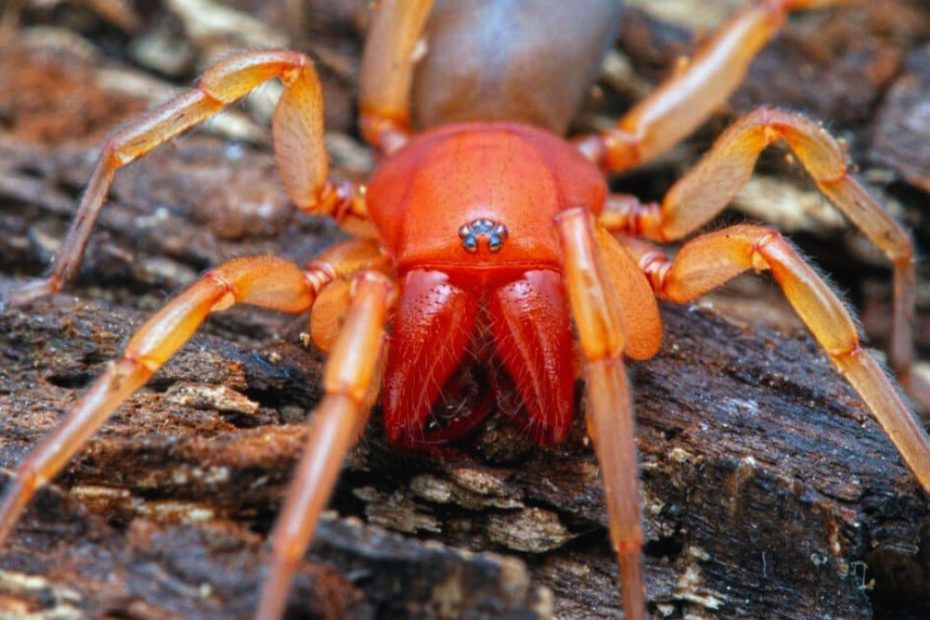 How to Get Rid of Woodlouse Spiders