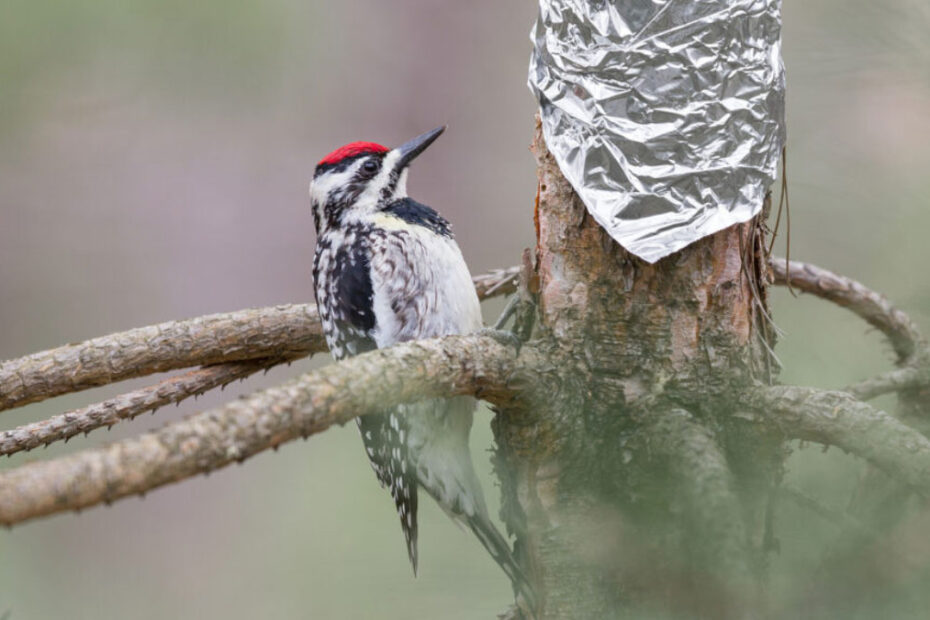 How to Get Rid of Woodpeckers