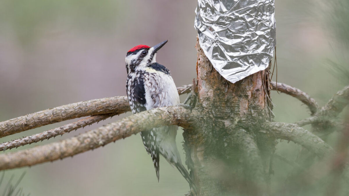 How to Get Rid of Woodpeckers