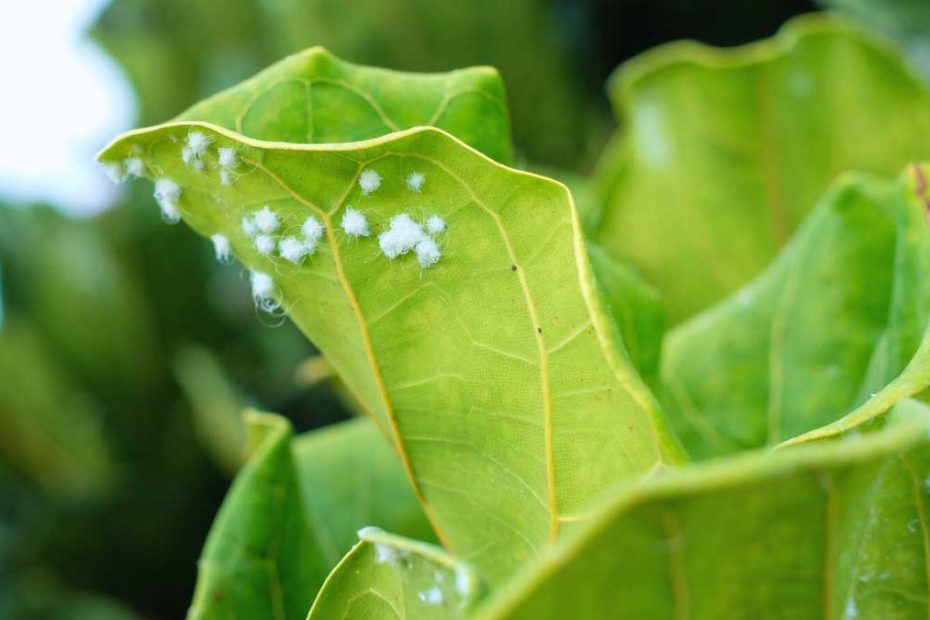 How to Get Rid of Woolly Aphids