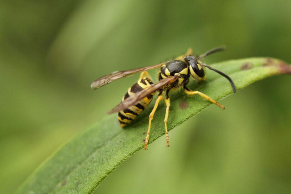 How to Get Rid of Yellow Jackets