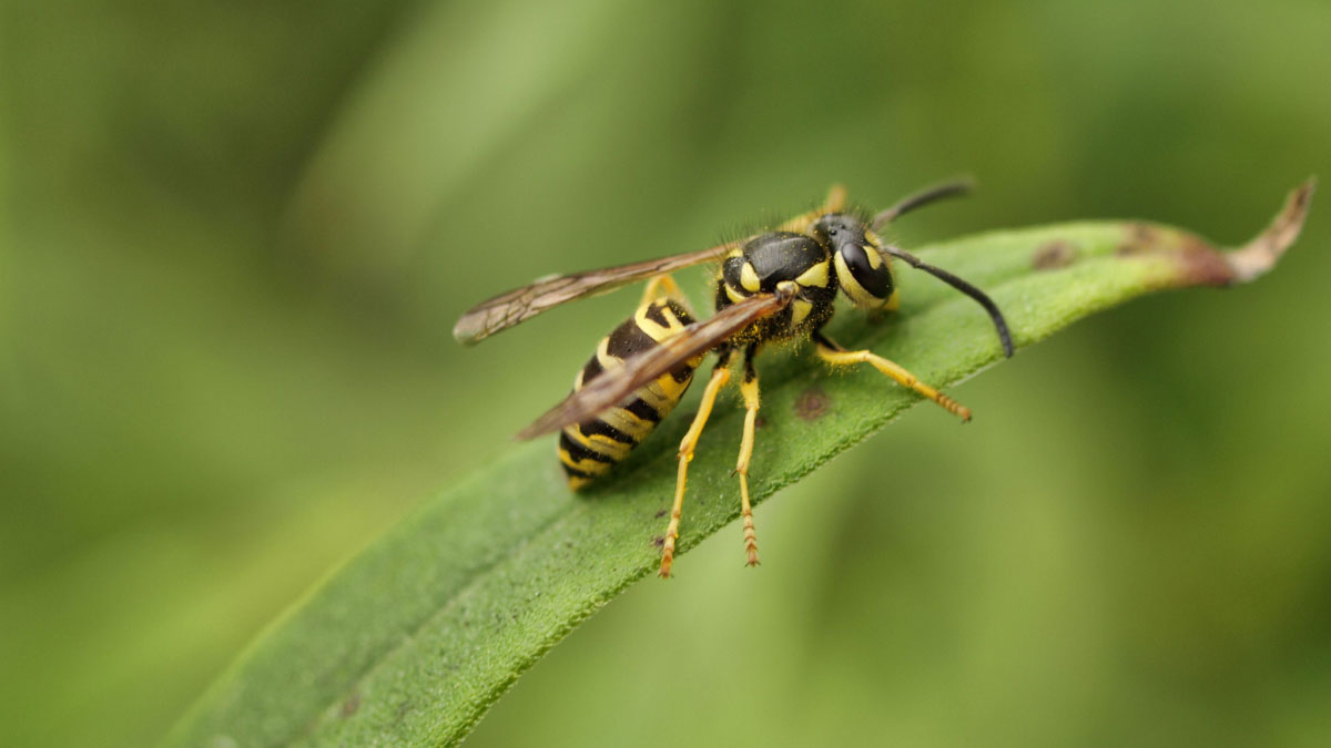 How to Get Rid of Yellow Jackets