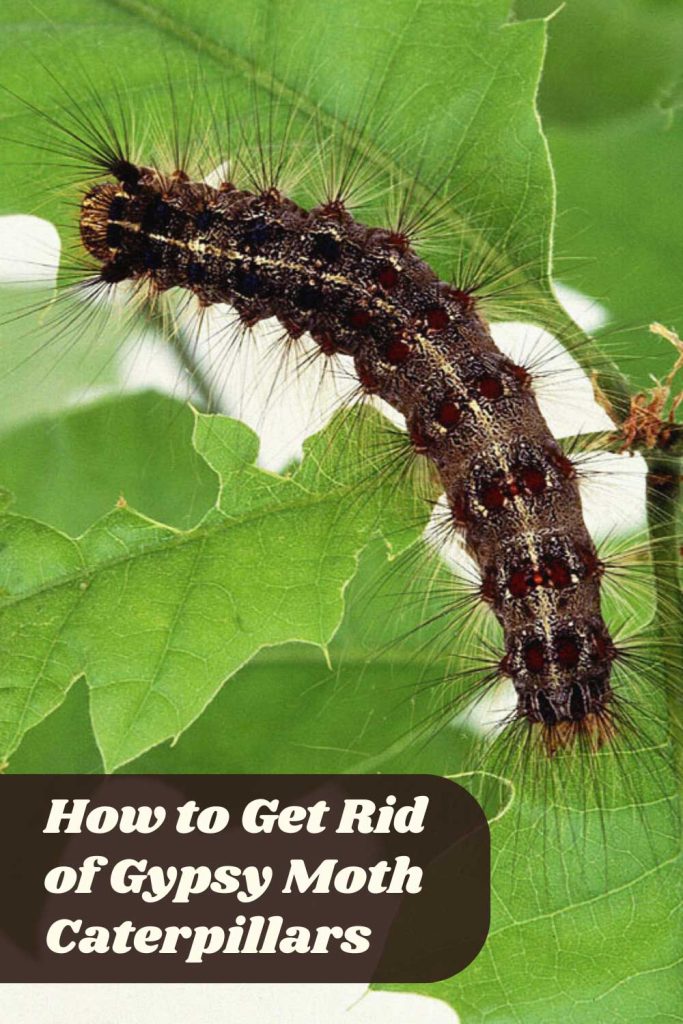 Get Rid of Gypsy Moth Caterpillars